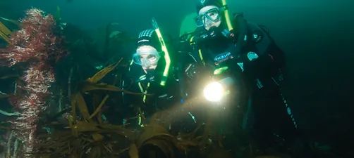Divers explore kelp forest
